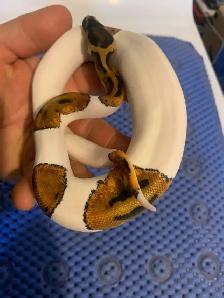 pied snakes - Photo 2