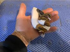pied snakes - Photo 4