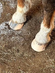 AGS HORSESHOEING - Photo 3