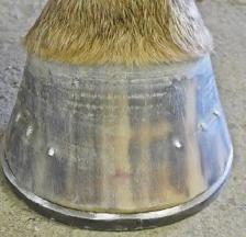 AGS HORSESHOEING - Photo 9