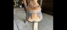 AGS HORSESHOEING - Photo 10