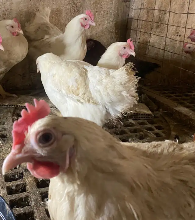 Young Brown Egg Layer Hens for Sale