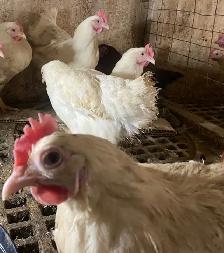 Young Brown Egg Layer Hens for Sale