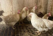 Young Brown Egg Layer Hens for Sale - Photo 2