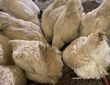 Young Brown Egg Layer Hens for Sale - Photo 3