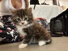 ❤️ Siberian Kittens ❤️ Health card   sample food ❤️ - Photo 4