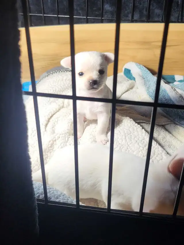 Chihuahua pups for sale . Just in time for Christmas