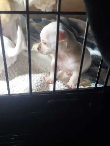 Chihuahua pups for sale . Just in time for Christmas - Photo 2