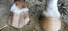AGS HORSESHOEING - Photo 5