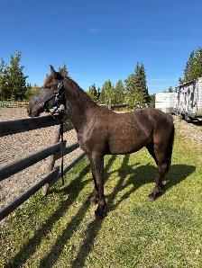 Friesian Andalusian gelding