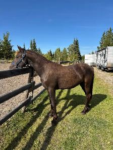 Friesian Andalusian gelding - Photo 2
