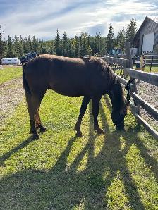 Friesian Andalusian gelding - Photo 3