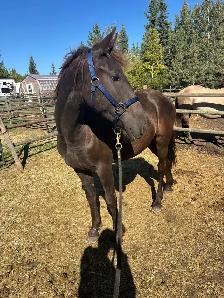 Friesian Andalusian gelding - Photo 4