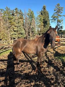 Friesian Andalusian gelding - Photo 5