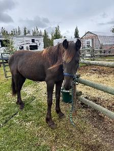 Friesian Andalusian gelding - Photo 6