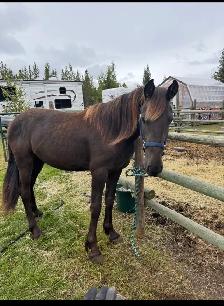 Friesian Andalusian gelding - Photo 7