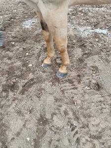 AGS HORSESHOEING - Photo 9