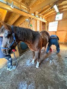 AGS HORSESHOEING - Photo 8
