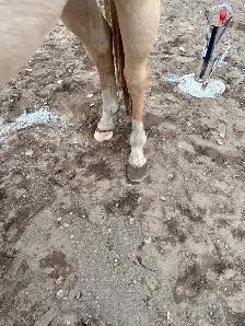AGS HORSESHOEING - Photo 10