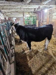 Purebred Simmental Calves