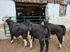 Purebred Simmental Calves - Photo 2