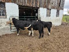 Purebred Simmental Calves - Photo 3