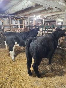 Purebred Simmental Calves - Photo 4