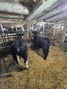 Purebred Simmental Calves - Photo 5