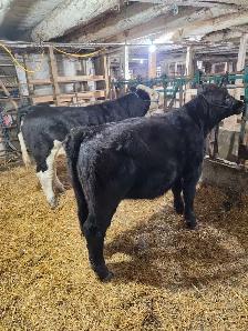 Purebred Simmental Calves - Photo 6