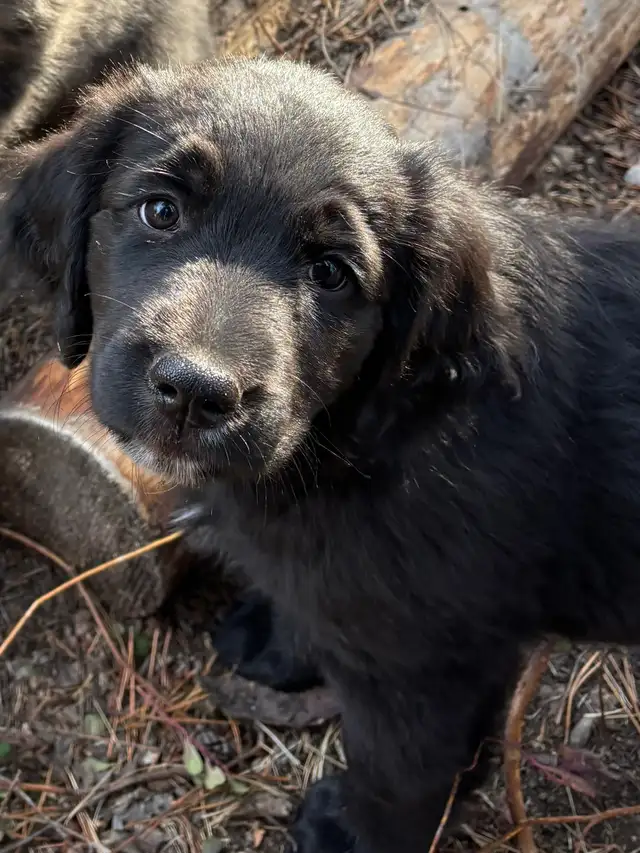 Golden Aussie