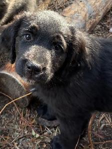 Golden Aussie