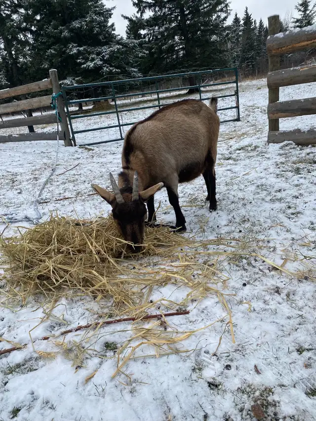 dairy goat for sale