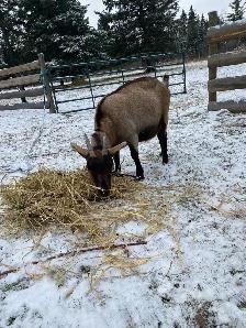 dairy goat for sale