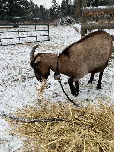 dairy goat for sale - Photo 2