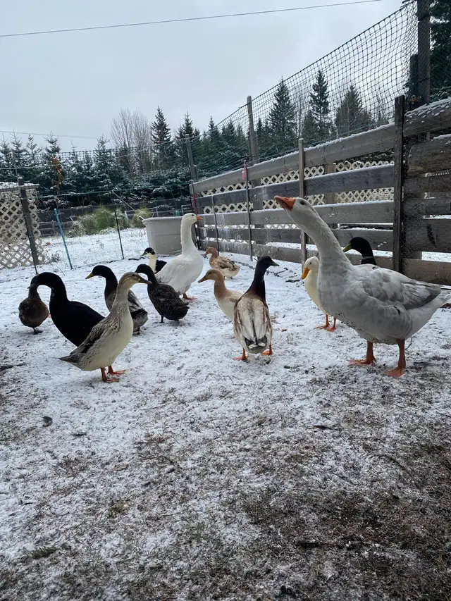 geese pair