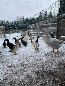 geese pair