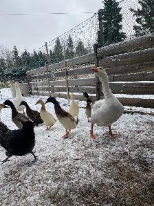 geese pair - Photo 2