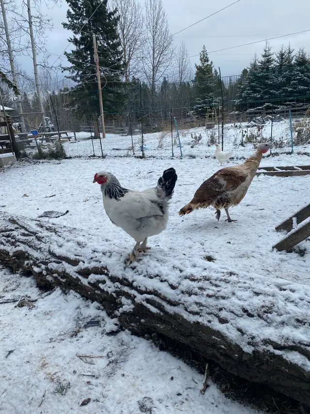 ducks and chickens for sale
