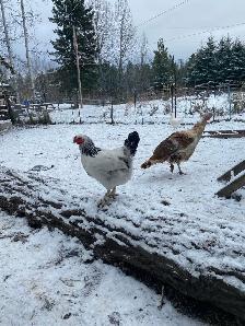 ducks and chickens for sale