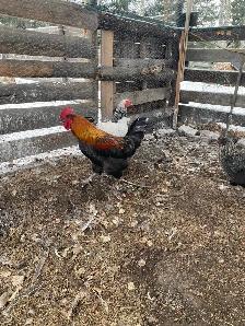 ducks and chickens for sale - Photo 2