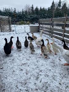 ducks and chickens for sale - Photo 4