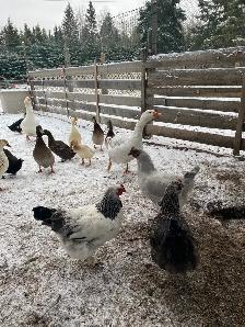 ducks and chickens for sale - Photo 7
