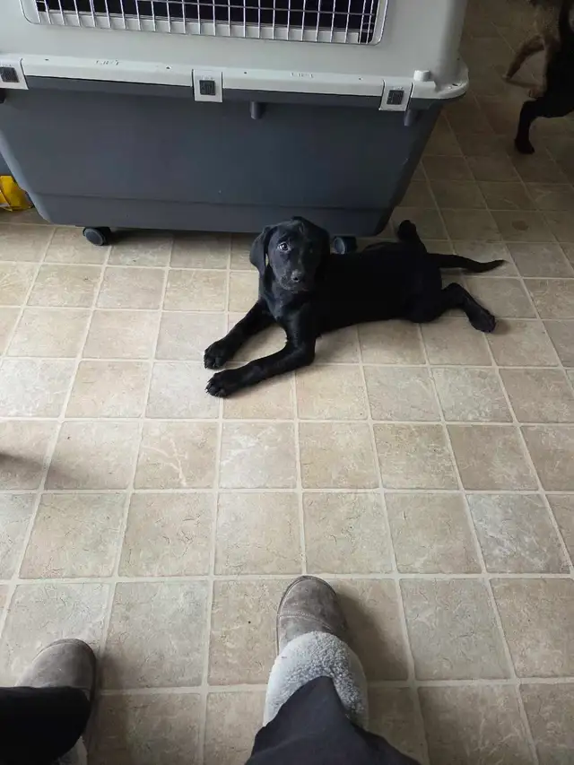 PUPPIES LOOKING FOR THEIR FUREVER HOMES