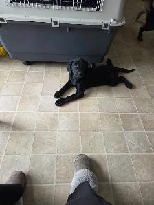 PUPPIES LOOKING FOR THEIR FUREVER HOMES