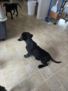 PUPPIES LOOKING FOR THEIR FUREVER HOMES - Photo 2