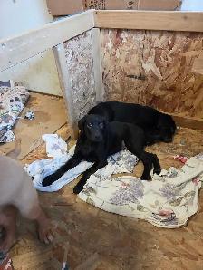 PUPPIES LOOKING FOR THEIR FUREVER HOMES - Photo 3