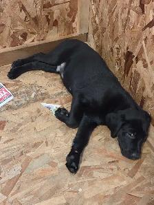 PUPPIES LOOKING FOR THEIR FUREVER HOMES - Photo 4