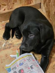 PUPPIES LOOKING FOR THEIR FUREVER HOMES - Photo 5