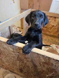 PUPPIES LOOKING FOR THEIR FUREVER HOMES - Photo 6