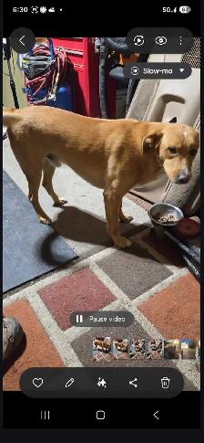 PUPPIES LOOKING FOR THEIR FUREVER HOMES - Photo 7